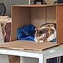 animal, blue_cloth, calm, cardboard_box, cat, cozy, decor, domestic, framed_picture, furniture, glass_table, home, indoor, pet, quiet, relaxation, resting, sleeping, soft_light, table