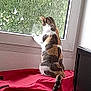 Ruby a rejoint le concours — aidez-le/la à gagner de superbes lots ! cat, calico_cat, window, greenery, tree, red_cloth, suitcase, blue_suitcase, indoor, curious, pet, animal, feline, tail, looking_out, household, daylight, furniture, windowsill, white_wall