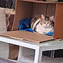 animal, blanket, calm, cardboard_box, cat, chair, cozy, domestic, feline, furniture, glass_table, home, household, indoor, pet, relaxed, resting, seated, tabby_cat, table