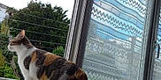Ruby participe au concours pour gagner de l'argent avec cette photo : cat, calico_cat, windowsill, window, curtains, greenery, tree, outdoor, indoor, pet, animal, looking_outside, daylight, feline, domestic_cat, nature, household, curious, side_view, resting