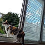 cat, calico_cat, windowsill, window, curtains, greenery, tree, outdoor, indoor, pet, animal, looking_outside, daylight, feline, domestic_cat, nature, household, curious, side_view, resting
