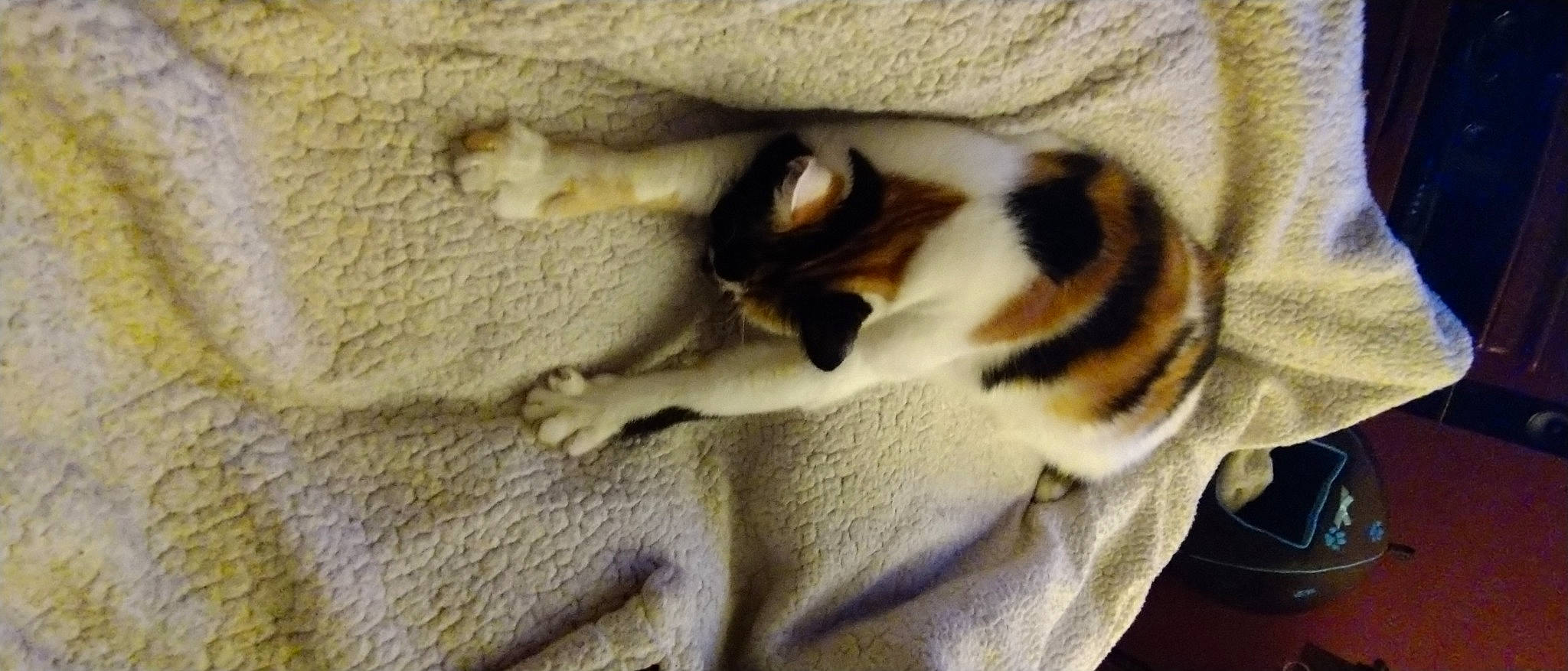 Swiffer participe au concours pour gagner de l'argent avec cette photo : bengal_tiger, canidae, carnivore, cat, cat_bed, claw, comfort, domestic_short_haired_cat, fawn, felidae, fur, linens, nap, paw, sleep, small_to_medium_sized_cats, tail, terrestrial_animal, whiskers, wood