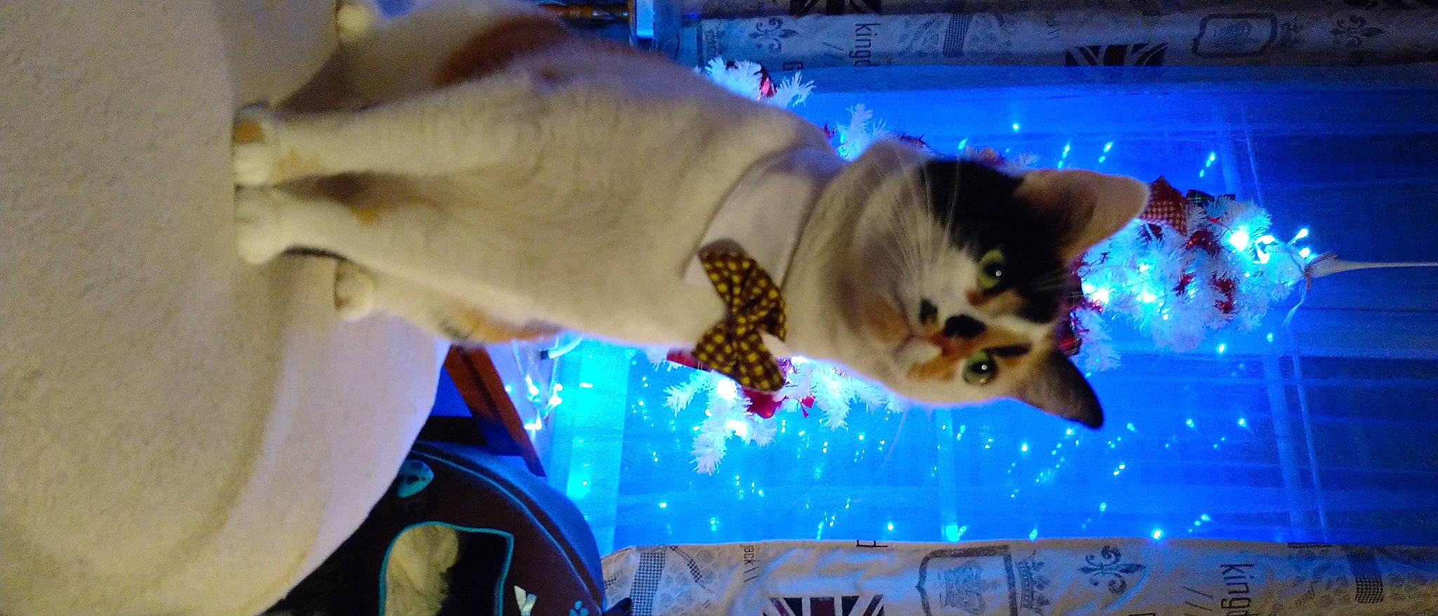 Swiffer participe au concours pour gagner de l'argent avec cette photo : blue, carnivore, cat, christmas, domestic_short_haired_cat, electric_blue, event, fawn, felidae, fun, fur, plant, sky, small_to_medium_sized_cats, snout, tail, tree, whiskers, wildlife, world