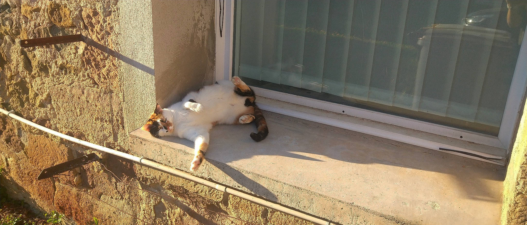 Swiffer participe au concours pour gagner de l'argent avec cette photo : canidae, carnivore, cat, companion_dog, composite_material, concrete, dog_breed, fawn, felidae, flooring, grass, road_surface, shadow, sidewalk, small_to_medium_sized_cats, snout, sporting_group, tail, tints_and_shades, wood