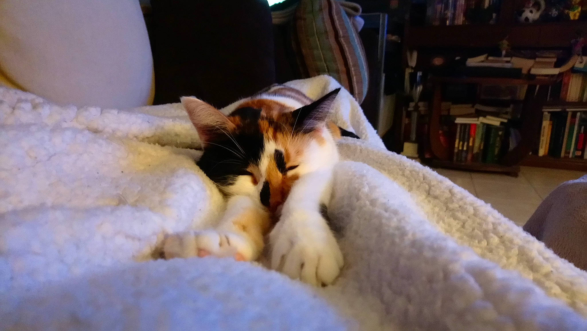 Swiffer participe au concours pour gagner de l'argent avec cette photo : bed, bed_sheet, bedding, blanket, carnivore, cat, comfort, domestic_short_haired_cat, felidae, fur, linens, mammal, paw, room, shelf, small_to_medium_sized_cats, tail, textile, whiskers, wood