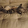 cat, tabby, feline, pet, relaxing, sleeping, couch, furniture, indoor, striped, fluffy, resting, domestic_animal, cozy, fur, animal, mammal, home, comfortable, lazy