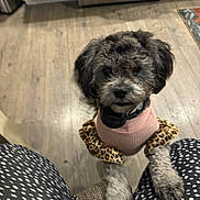 Mia is registered to the contest to win money with this photo: animal, appliance, black_and_white, clothing, cute, dog, floor, fur, indoor, kitchen, lap, leopard_print, looking_up, paws, person, pet, spotted, stainless_steel, sweater, wooden_floor