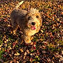 dog, autumn, leaves, outdoor, grass, sunlight, pet, happy, tongue_out, fur, nature, playful, canine, brown, fluffy, cute, animal, daylight, walking, seasonal