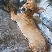 Harmony joined the competition — help win amazing prizes! bed, bedding, big_ears, blanket, brown_fur, chihuahua, cozy, cute, dog, domestic, fur, indoor, looking_back, paw, pet, portrait, resting, sleepy, small_dog, tail