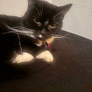 Momma Kitty is registered to the contest to win money with this photo: animal, black_and_white, cat, closeup, collar, cute, domestic_cat, feline, fur, indoor, laying_down, looking, paws, pet, resting, soft_light, tag, tuxedo_cat, wall, whiskers