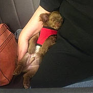 Balto a rejoint le concours — aidez-le/la à gagner de superbes lots ! puppy, dog, sleeping, red_harness, person, arm, black_clothing, car_seat, bag, brown, cute, small, pet, resting, indoor, cozy, hand, fur, relaxing, companion