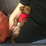 arm, bag, black_clothing, brown, car_seat, companion, cozy, cute, dog, fur, hand, indoor, person, pet, puppy, red_harness, relaxing, resting, sleeping, small