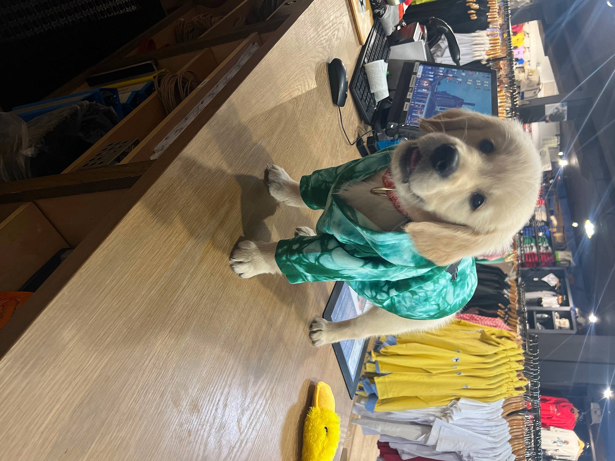 Finn joined the competition — help win amazing prizes! auto_part, bag, baggage, canidae, carnivore, companion_dog, costume, dog, dog_breed, flooring, fur, hardwood, luggage_and_bags, room, selfie, sporting_group, stuffed_toy, toy, trunk, wood