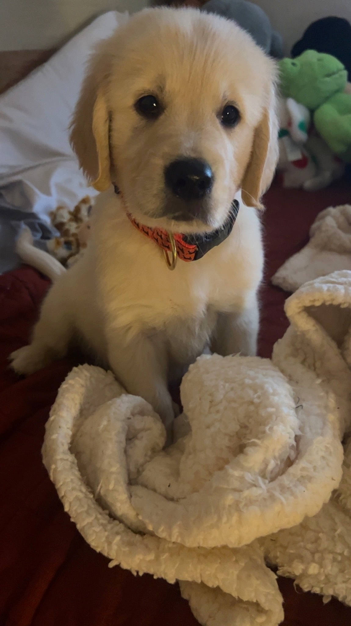 Finn joined the competition — help win amazing prizes! canidae, carnivore, collar, companion_dog, dog, dog_breed, dog_collar, dog_supply, fawn, fur, paw, pet_supply, puppy_love, retriever, snout, sporting_group, tail, whiskers, white, working_animal