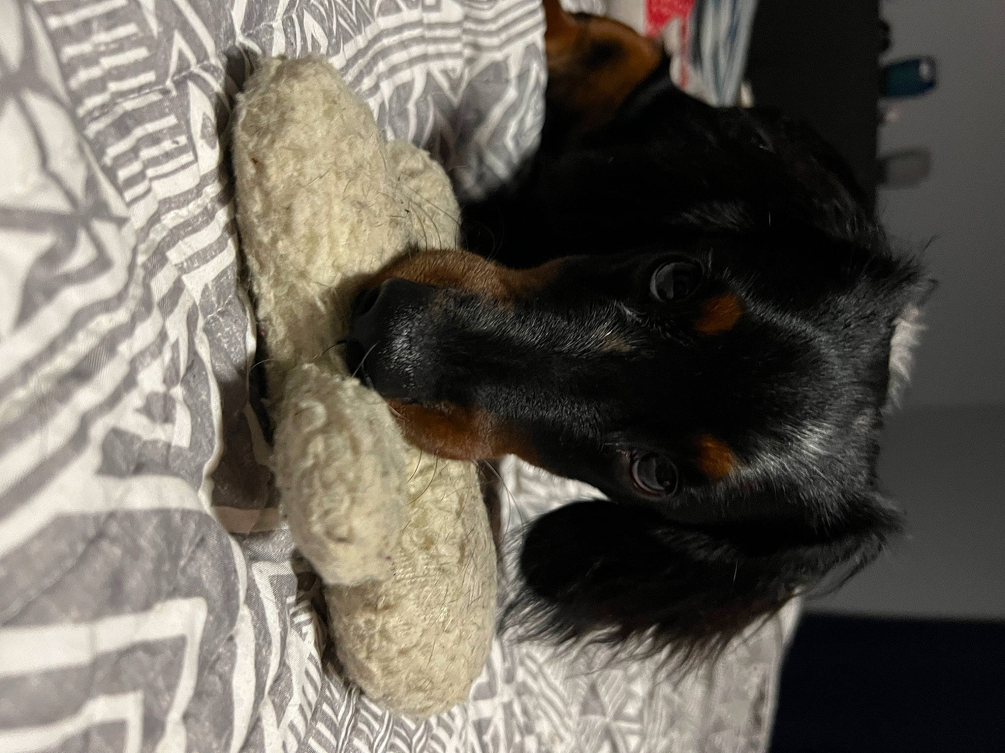 Toby is registered to the contest to win money with this photo: canidae, carnivore, claw, comfort, companion_dog, dog, dog_breed, ear, fawn, felidae, fur, gesture, paw, small_to_medium_sized_cats, snout, sporting_group, tail, terrestrial_animal, whiskers, working_animal