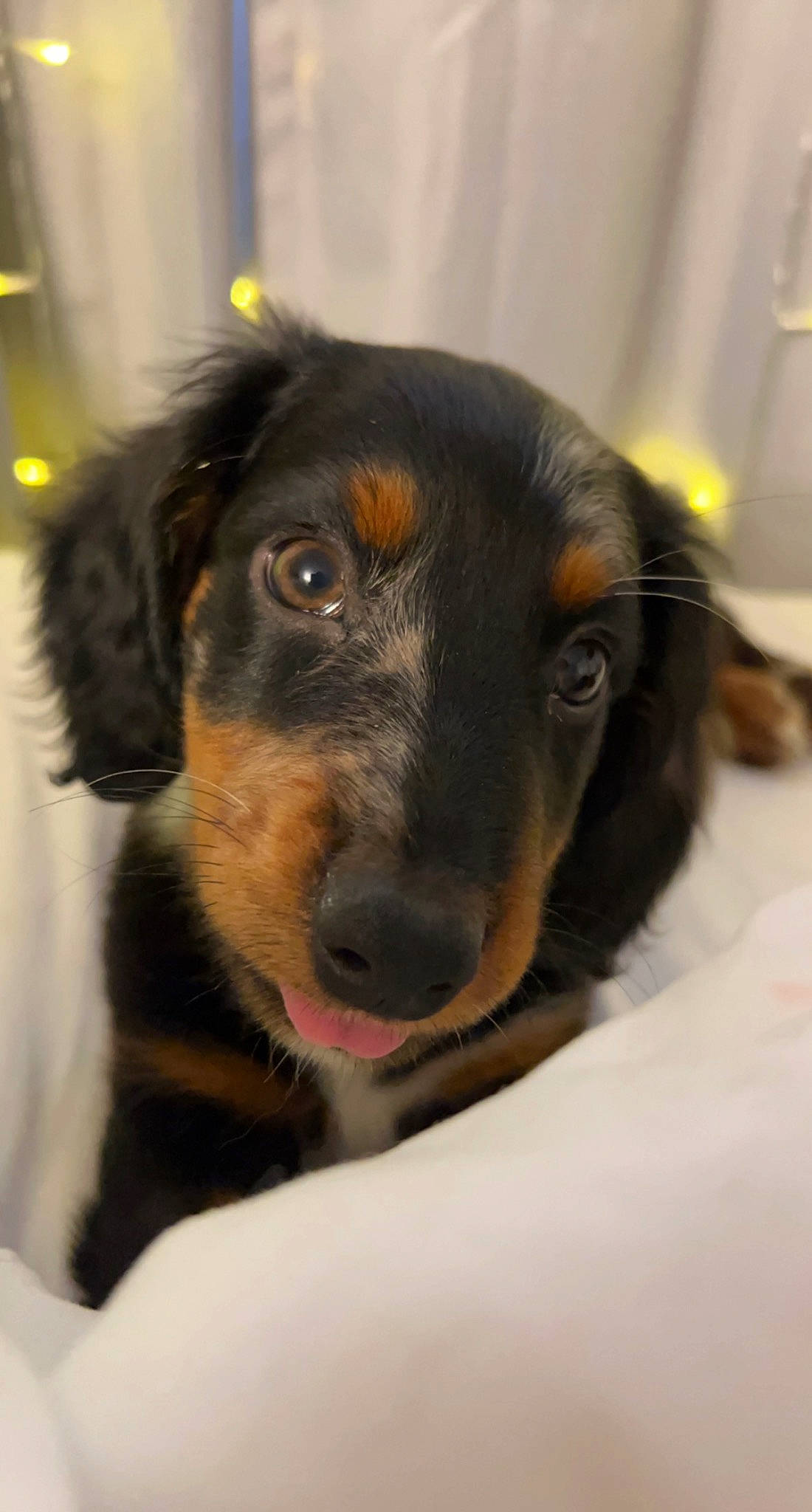 Toby joined the competition — help win amazing prizes! canidae, carnivore, collar, companion_dog, dog, dog_breed, ear, fur, guard_dog, hunting_dog, pet_supply, puppy, snout, sporting_group, terrestrial_animal, whiskers, working_animal, working_dog