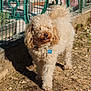 Twist participe au concours pour gagner de l'argent avec cette photo : animal, brown_nose, canine, collar, curly_hair, daytime, dog, fence, fluffy, ground, heart_shape, metal_fence, nature, outdoor, pet_tag, shadow, sidewalk, sunlight, sunny, walking