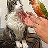 animal, bird, cat, colorful, curious, domestic, feathers, feline, fluffy, hand, indoor, interaction, mammal, parrot, paw, perched, pet, tail, white_wall, wooden_chest