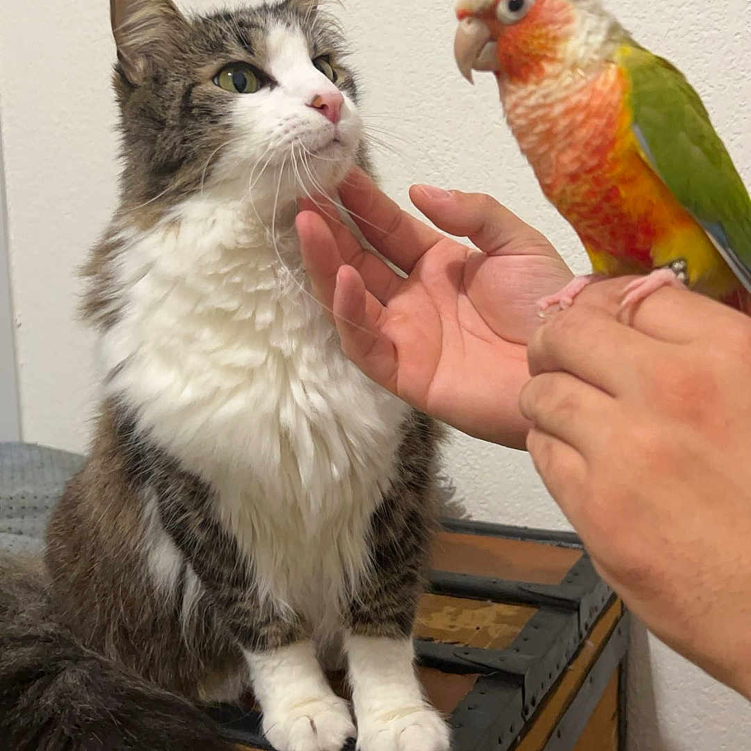 Poupy