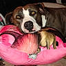 dog, brown_and_white_dog, pillow, pink_pillow, dog_pillow_print, carpet, dog_pattern_carpet, indoor, pet, resting, animal, closeup, cute, cozy, looking_at_camera, head_resting, home_interior, soft_lighting, portrait, funny_illusion