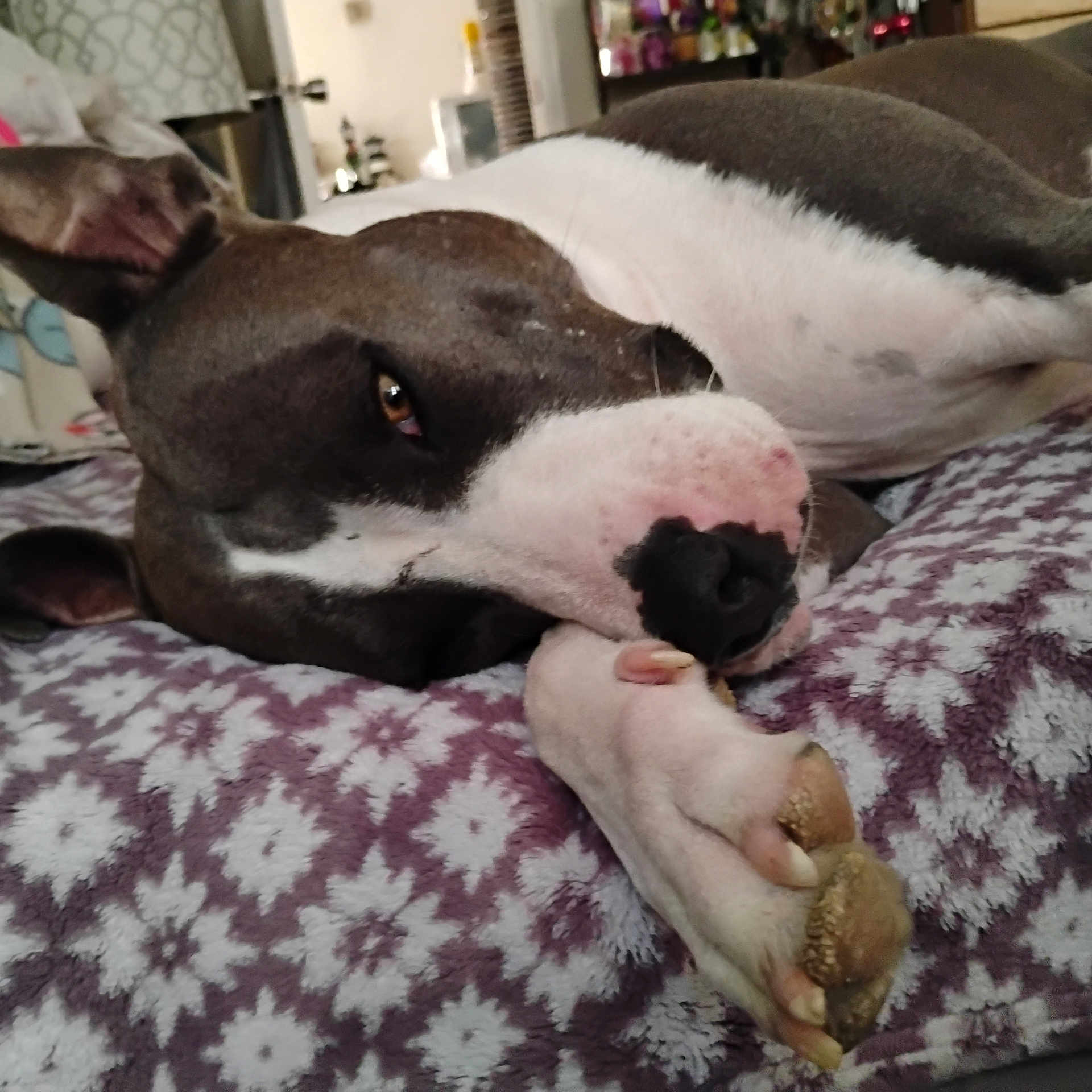 Usagi Lovebug is registered to the contest to win money with this photo: dog, close_up, paw, lying_down, blanket, indoor, relaxed, brown, white, pet, animal, cozy, home, face, fur, nail, resting, domestic, comfort, snout