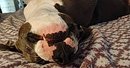 Usagi Lovebug joined the competition — help win amazing prizes! animal, bedroom, black_and_white, blanket, canine, close_up, comfortable, cozy, dog, fur, indoor, lying_down, nose, paw, pet, playful, relaxed, resting, smiling, upside_down