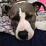 Usagi Lovebug is registered to the contest to win money with this photo: animal, bed, blanket, canine, close_up, comfortable, cozy, cute, dog, domestic_animal, ears, face, fur, indoor, muzzle, nose, pet, relaxed, resting, sleeping