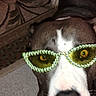 Usagi Lovebug is registered to the contest to win money with this photo: accessory, animal, brown_and_white, carpet, close_up, cute, dog, domestic_animal, face, fashion, funny, glasses, green_glasses, hand, indoor, nose, pet, portrait, rug, sunglasses