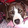 Usagi Lovebug is registered to the contest to win money with this photo: dog, bed, pillow, indoor, resting, brown_dog, white_dog, yellow_eyes, close_up, cartoon_pillow, fabric, blanket, plaid, cozy, animal, pet, lying_down, soft, cute, relaxed