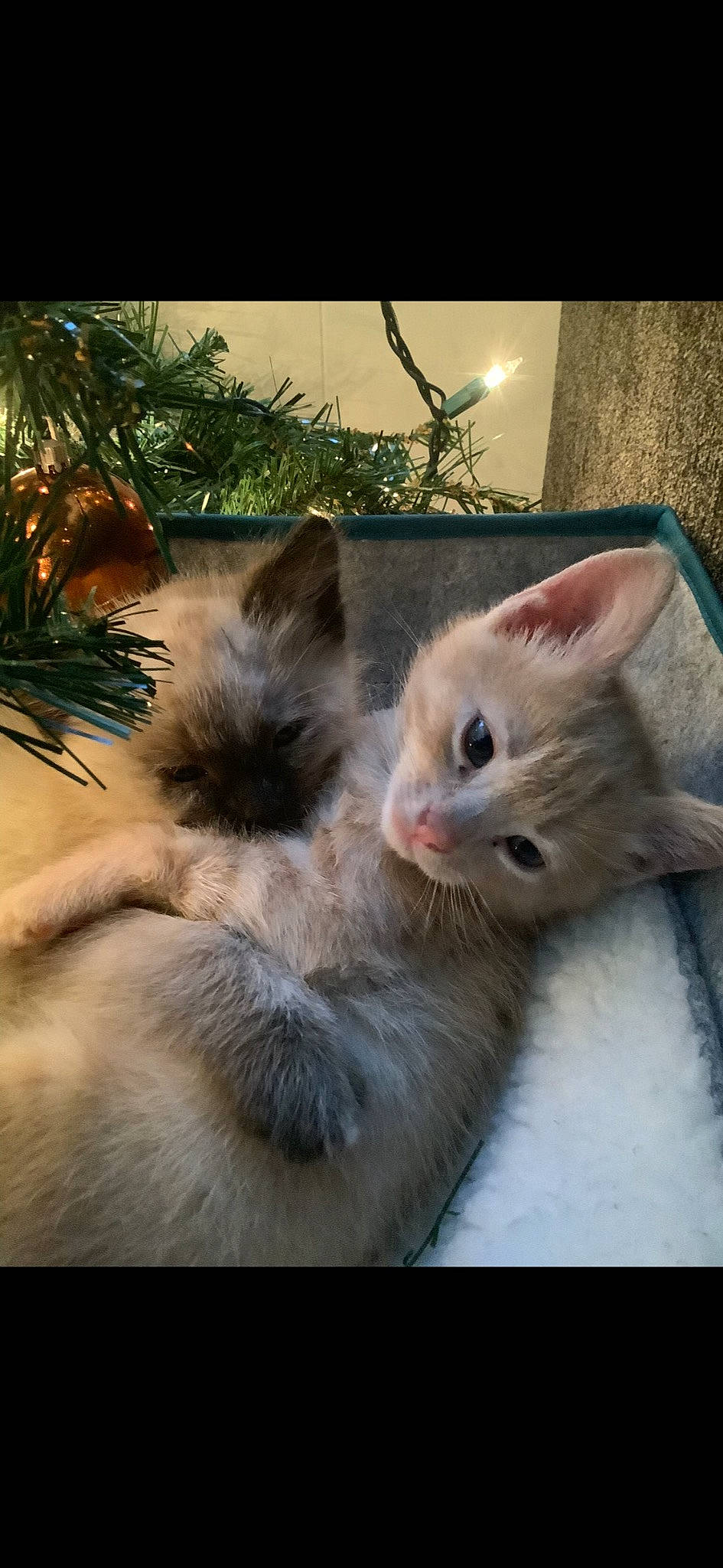 Cookie joined the competition — help win amazing prizes! box, carnivore, cat, domestic_short_haired_cat, fawn, felidae, fur, paw, photo_caption, plant, small_to_medium_sized_cats, snout, tail, whiskers, window