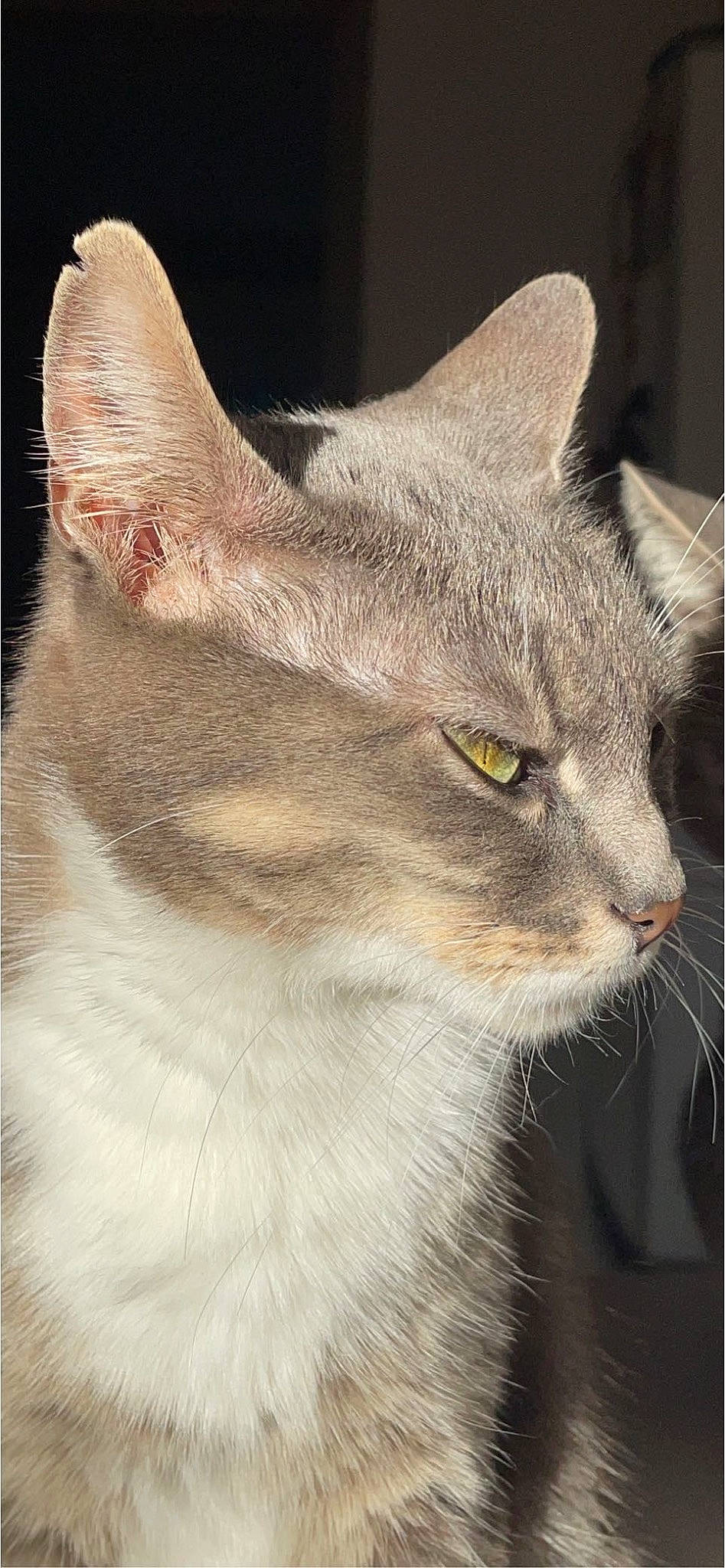 Macha participe au concours pour gagner de l'argent avec cette photo : carnivore, cat, domestic_short_haired_cat, ear, felidae, fur, small_to_medium_sized_cats, snout, tail, terrestrial_animal, whiskers, wildlife, window