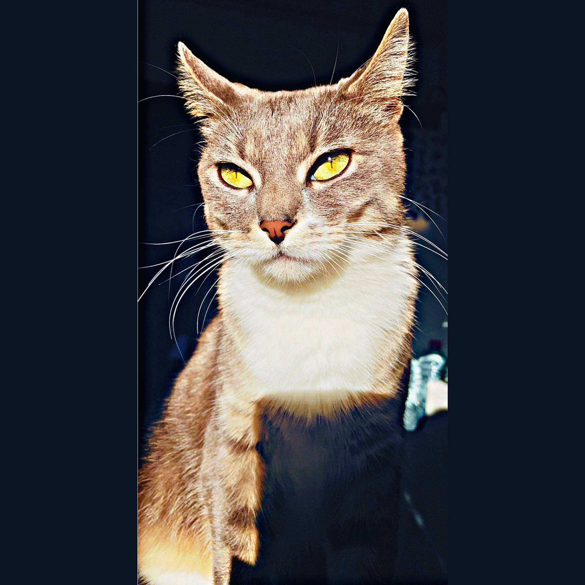 Macha participe au concours pour gagner de l'argent avec cette photo : art, carnivore, cat, domestic_short_haired_cat, electric_blue, eye, felidae, fur, human_body, paw, photo_caption, small_to_medium_sized_cats, snout, tail, terrestrial_animal, whiskers, wildlife, window