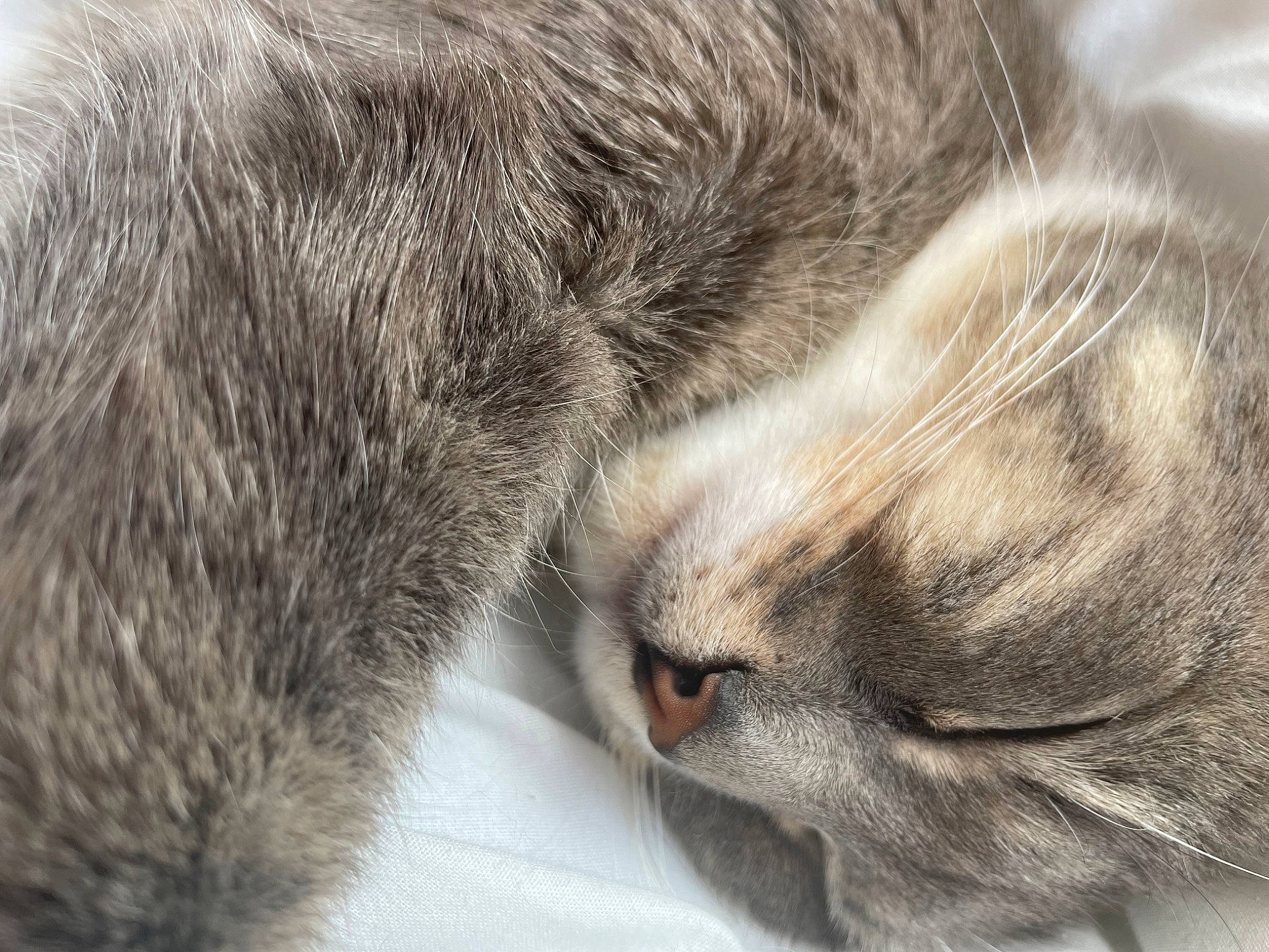 Macha participe au concours pour gagner de l'argent avec cette photo : carnivore, cat, claw, comfort, domestic_short_haired_cat, fawn, felidae, fur, grey, nap, paw, sleep, small_to_medium_sized_cats, snout, tail, terrestrial_animal, whiskers, wildlife, wrinkle