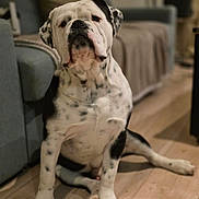 Marley a rejoint le concours — aidez-le/la à gagner de superbes lots ! dog, spotted_dog, sitting, wooden_floor, sofa, blanket, indoor, pet, curious, relaxed, home, plant, furniture, black_and_white, canine, animal, companion, domestic, floor, living_room