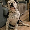dog, spotted_dog, sitting, wooden_floor, sofa, blanket, indoor, pet, curious, relaxed, home, plant, furniture, black_and_white, canine, animal, companion, domestic, floor, living_room