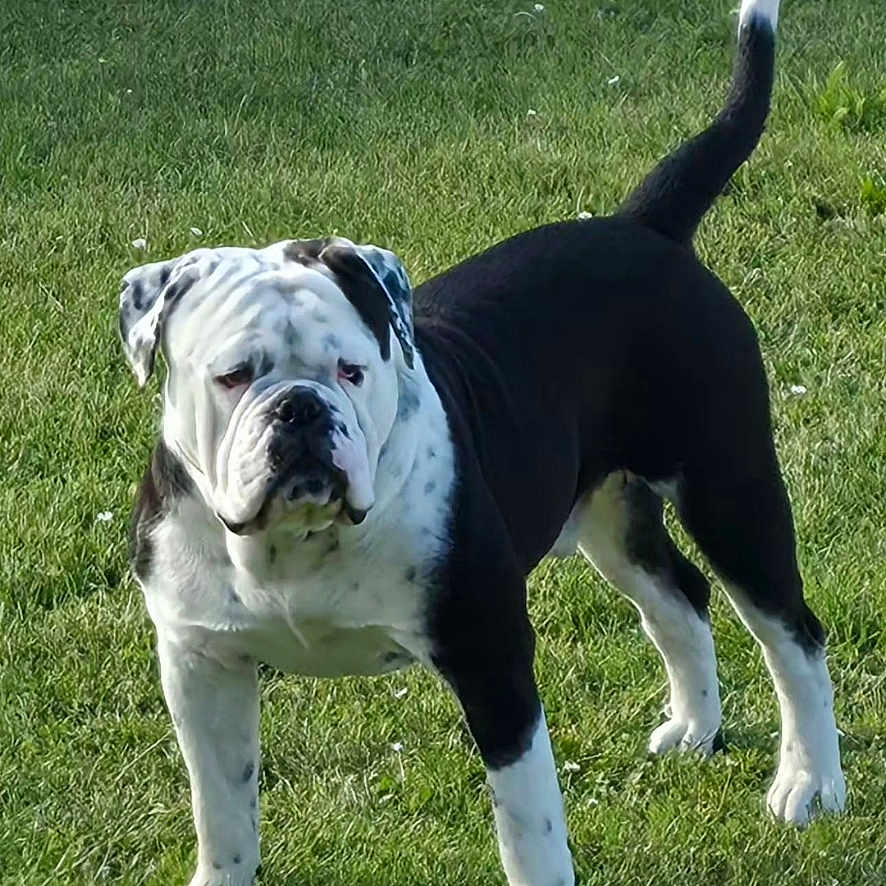 Marley a rejoint le concours — aidez-le/la à gagner de superbes lots ! dog, bulldog, grass, outdoor, pet, animal, canine, standing, white, black, tail, ears, fur, muzzle, alert, nature, daylight, companion, portrait, friendly