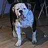 bulldog, dog, indoor, wooden_floor, pet, animal, standing, furniture, chair, ladder, shadow, curious, black_and_white, companion, mammal, domestic_animal, floor, looking, portrait, canine