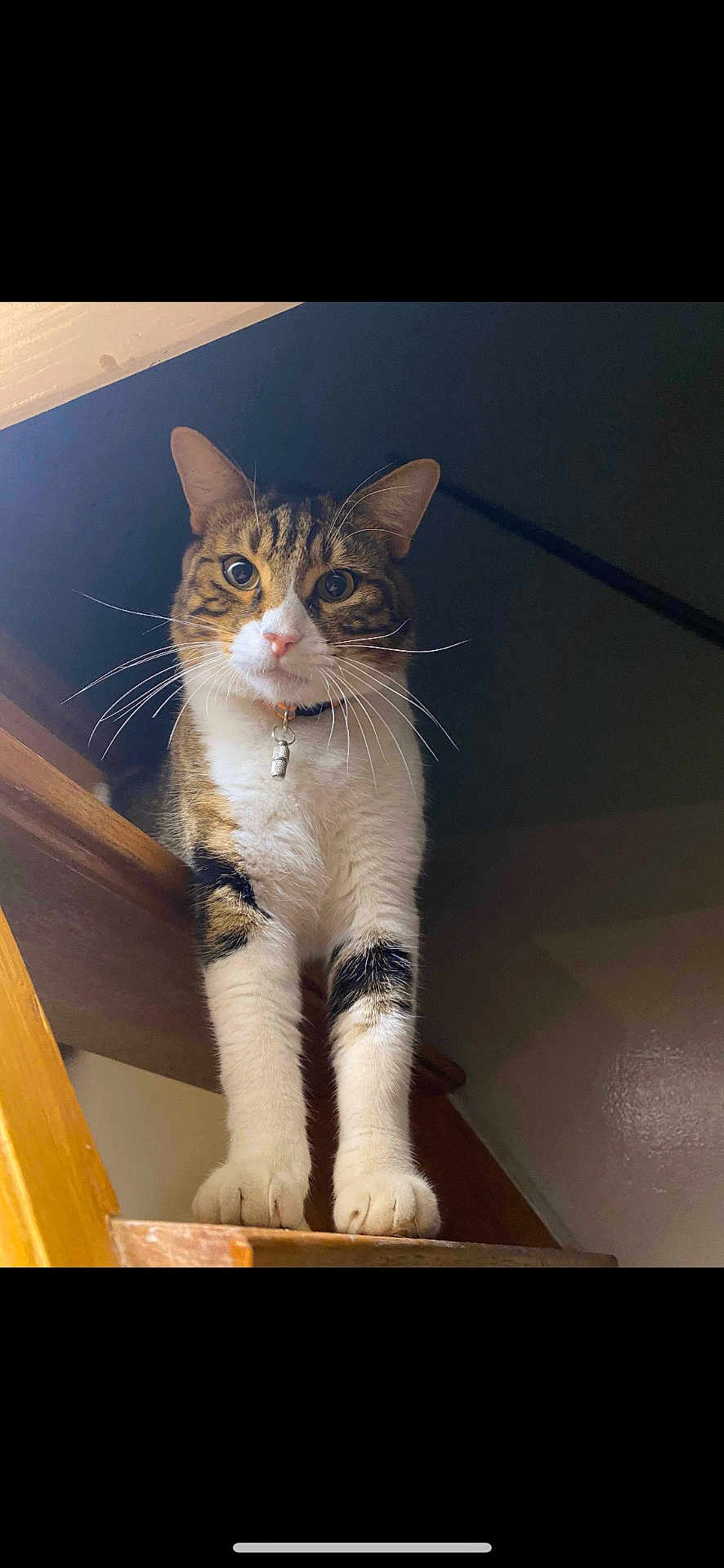 Pompon a rejoint le concours — aidez-le/la à gagner de superbes lots ! cat, tabby, white_paws, stairs, wooden_stairs, indoor, pet, whiskers, collar, bell, curious, feline, animal, looking_down, close_up, house, domestic_cat, fur, mammal, cute