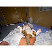 Pompon participe au concours pour gagner de l'argent avec cette photo : cat, person, bed, blanket, pajamas, relaxing, indoor, pet, fur, paw, sleeping, comfort, home, resting, white_clothing, blue_pants, wooden_closet, window, fan, air_conditioner