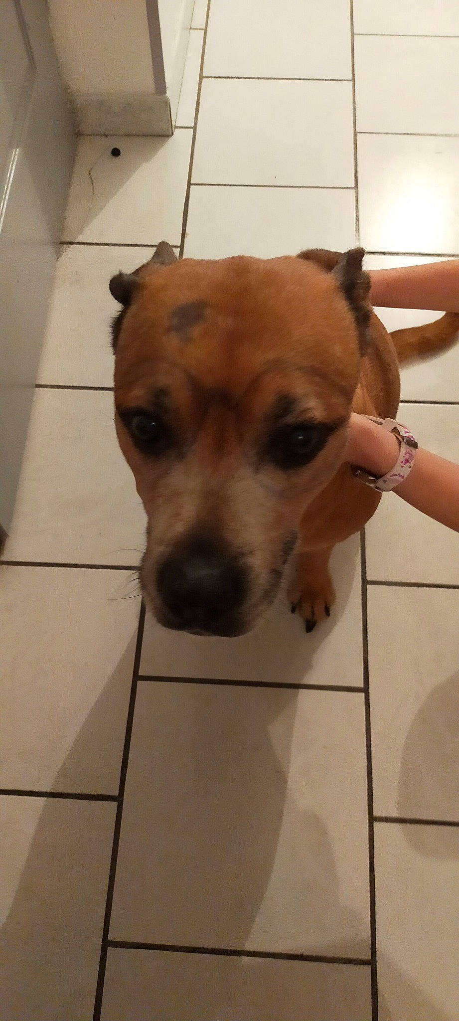 Xena a rejoint le concours — aidez-le/la à gagner de superbes lots ! canidae, carnivore, companion_dog, dog, dog_breed, ear, fawn, floor, flooring, fur, paw, pet_supply, snout, sporting_group, terrestrial_animal, tile, tile_flooring, toy_dog, whiskers, working_animal