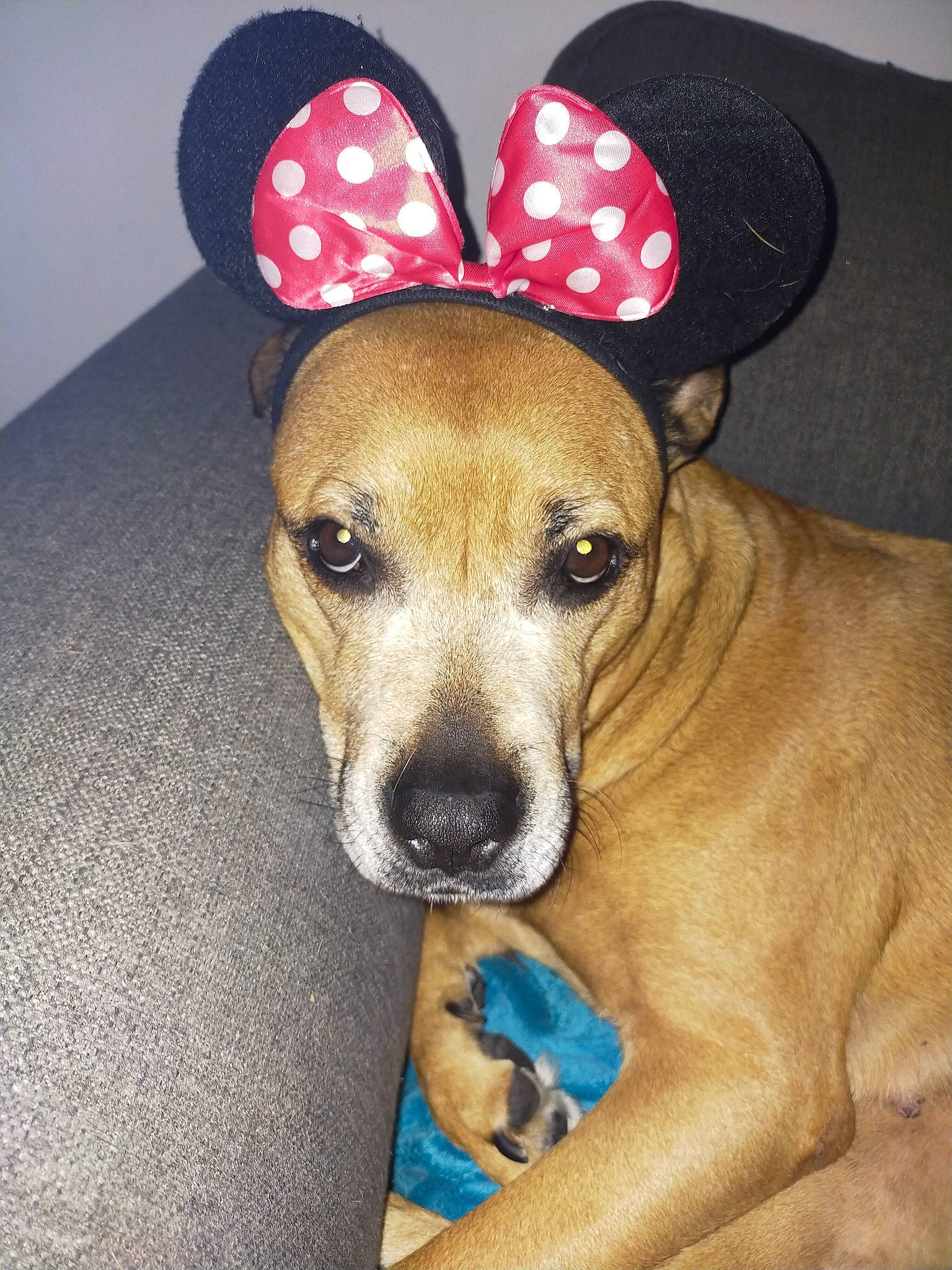 Xena a rejoint le concours — aidez-le/la à gagner de superbes lots ! canidae, carnivore, collar, companion_dog, costume_hat, dog, dog_breed, dog_clothes, dog_collar, dog_supply, ear, fashion_accessory, fawn, fur, hat, pet_supply, snout, sporting_group, whiskers, working_animal