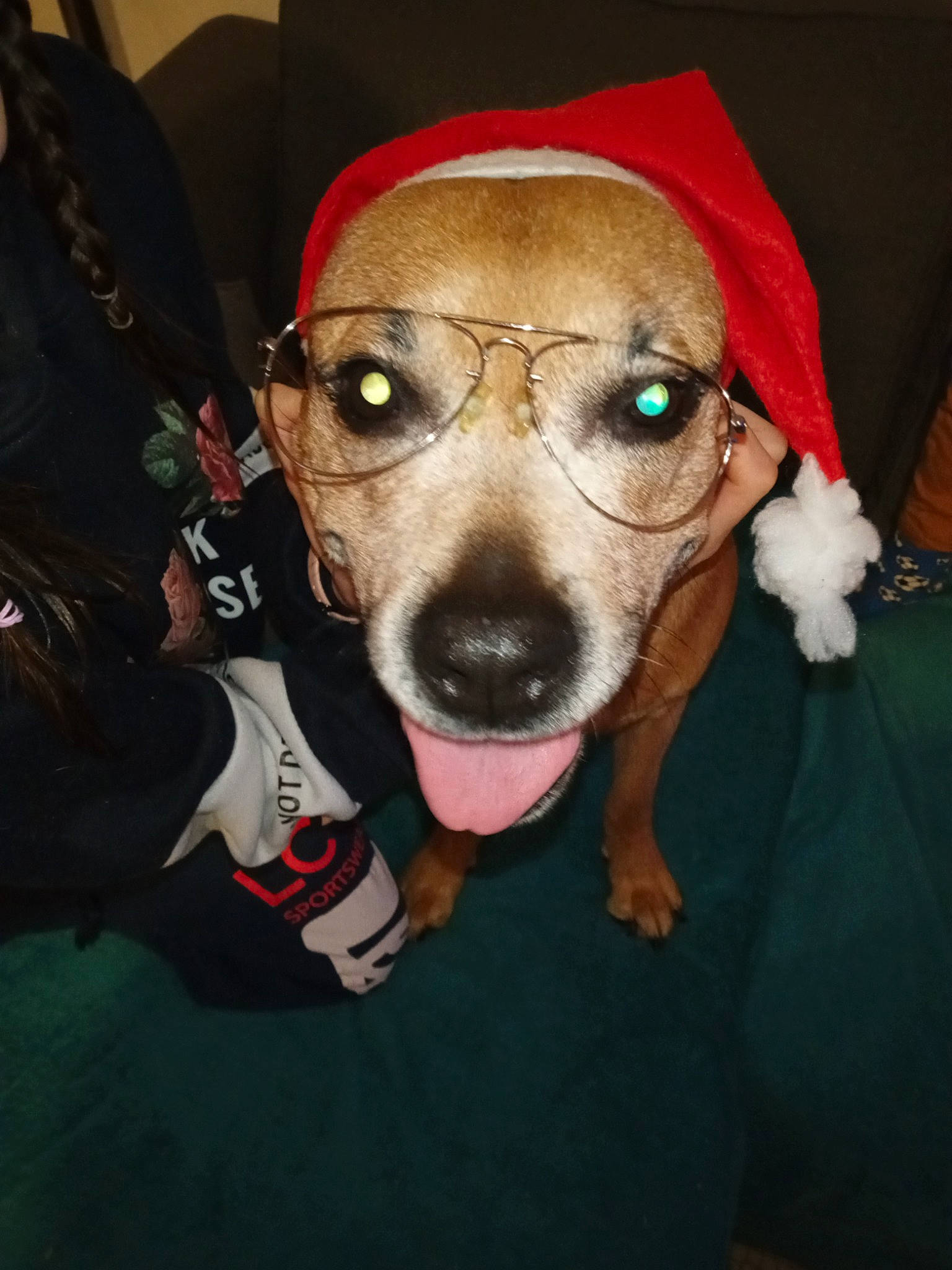 Xena participe au concours pour gagner de l'argent avec cette photo : canidae, carnivore, companion_dog, dog, dog_breed, dog_clothes, dog_supply, ear, eyewear, fawn, fur, hat, personal_protective_equipment, selfie, snout, sporting_group, t_shirt, toy_dog, whiskers, working_animal