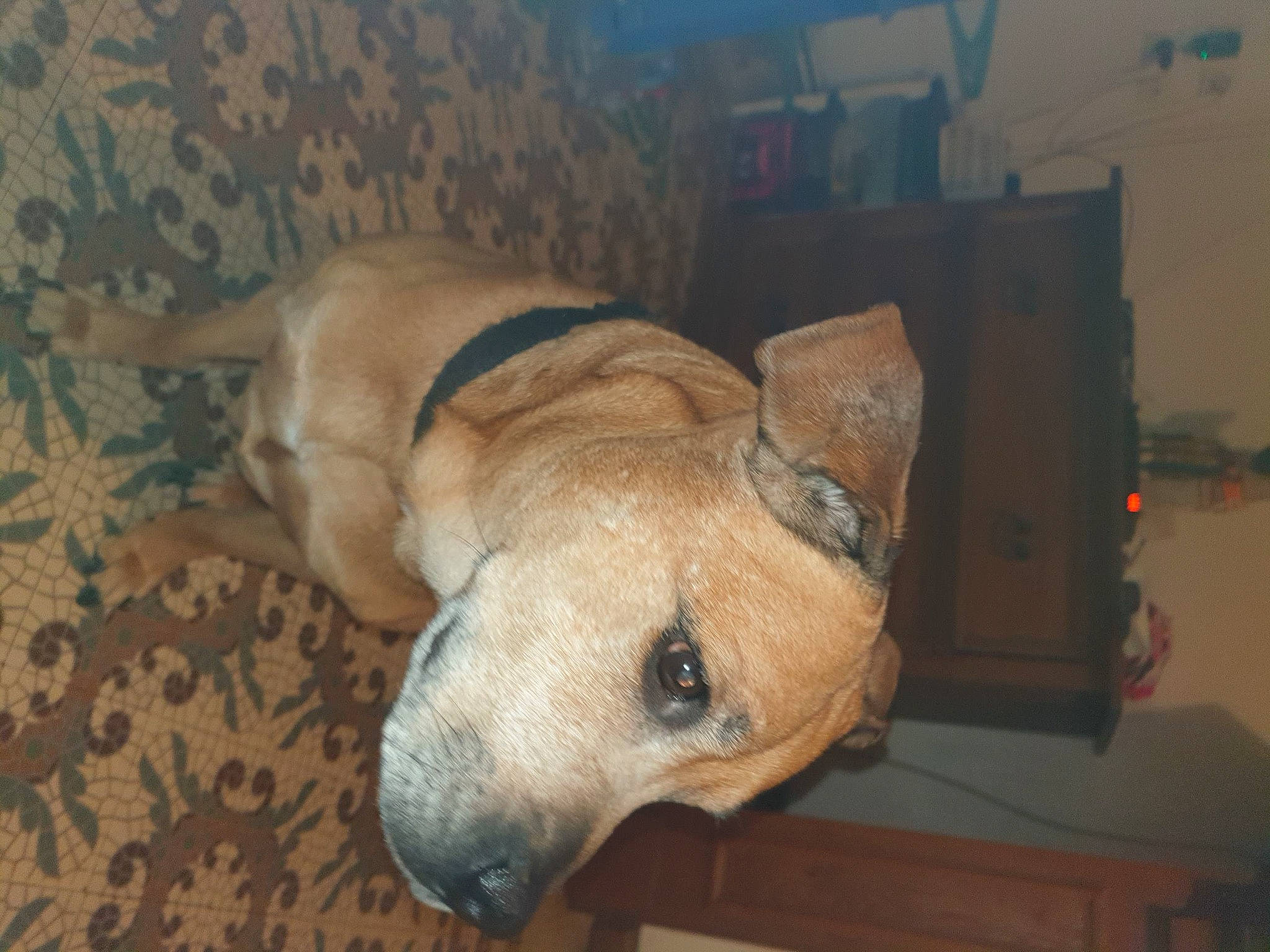 Xena a rejoint le concours — aidez-le/la à gagner de superbes lots ! canidae, carnivore, companion_dog, dog, dog_breed, dog_supply, ear, fawn, fur, guard_dog, non_sporting_group, paw, pet_supply, snout, sporting_group, tail, terrestrial_animal, whiskers, working_animal