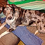 dog, spotted, pet, indoor, lap, blanket, couch, jeans, person, fur, brown, white, black, relaxed, looking, ears, eyes, comfort, home, carpet