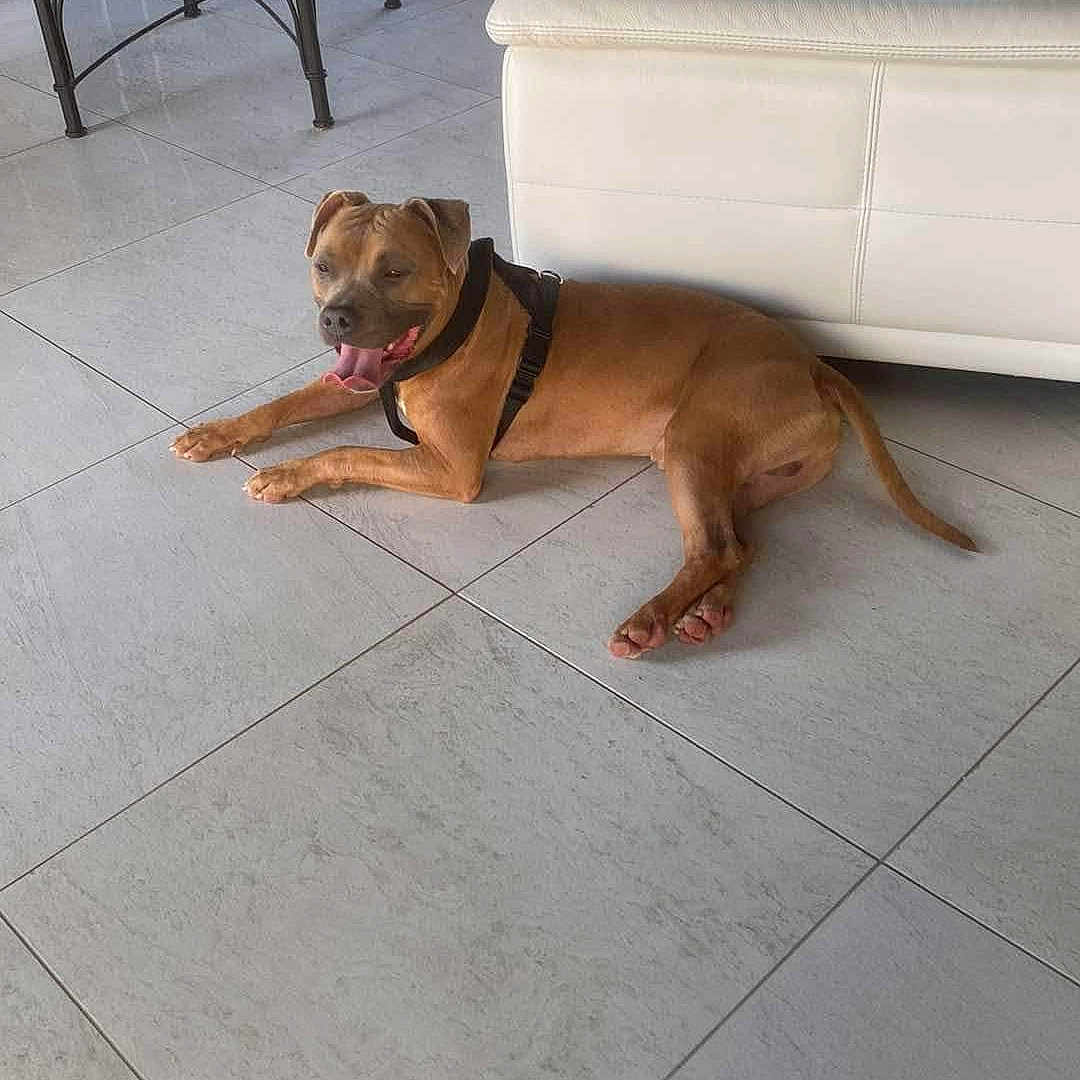 Simba participe au concours pour gagner de l'argent avec cette photo : animal, architecture, boxer, building, bulldog, canine, dog, furniture, hound, indoors, interiordesign, livingroom, pet, pitbull, plant, puppy, room, slate, table, tile
