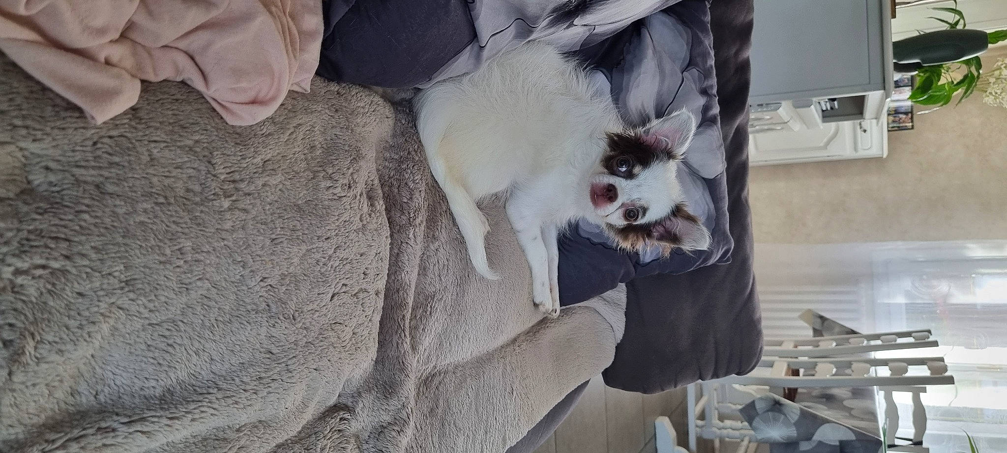 Tina a rejoint le concours — aidez-le/la à gagner de superbes lots ! canidae, carnivore, cat, comfort, companion_dog, dog_breed, fawn, felidae, formal_wear, fur, grey, non_sporting_group, paw, small_to_medium_sized_cats, sporting_group, tail, toy_dog, whiskers