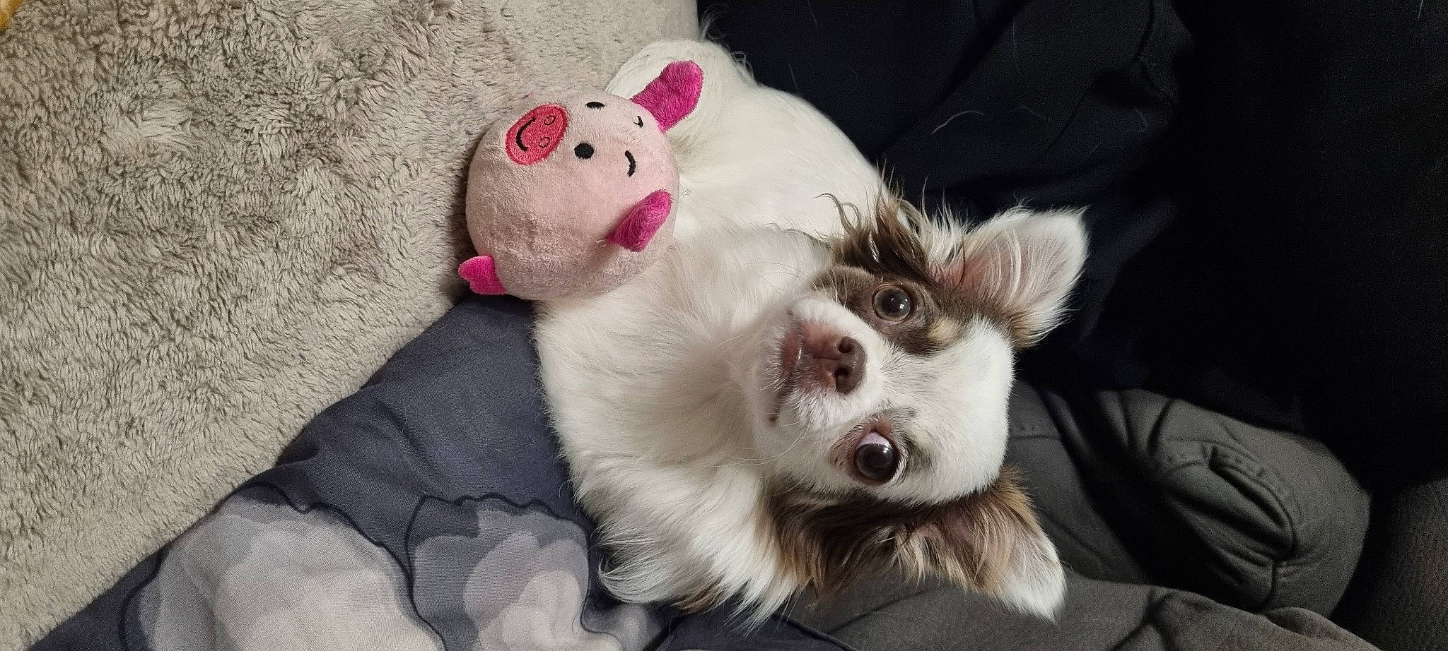 Tina participe au concours pour gagner de l'argent avec cette photo : canidae, carnivore, companion_dog, dog, dog_breed, dog_supply, fang, fawn, fur, non_sporting_group, paw, snout, sporting_group, terrestrial_animal, toy, toy_dog, whiskers, working_animal