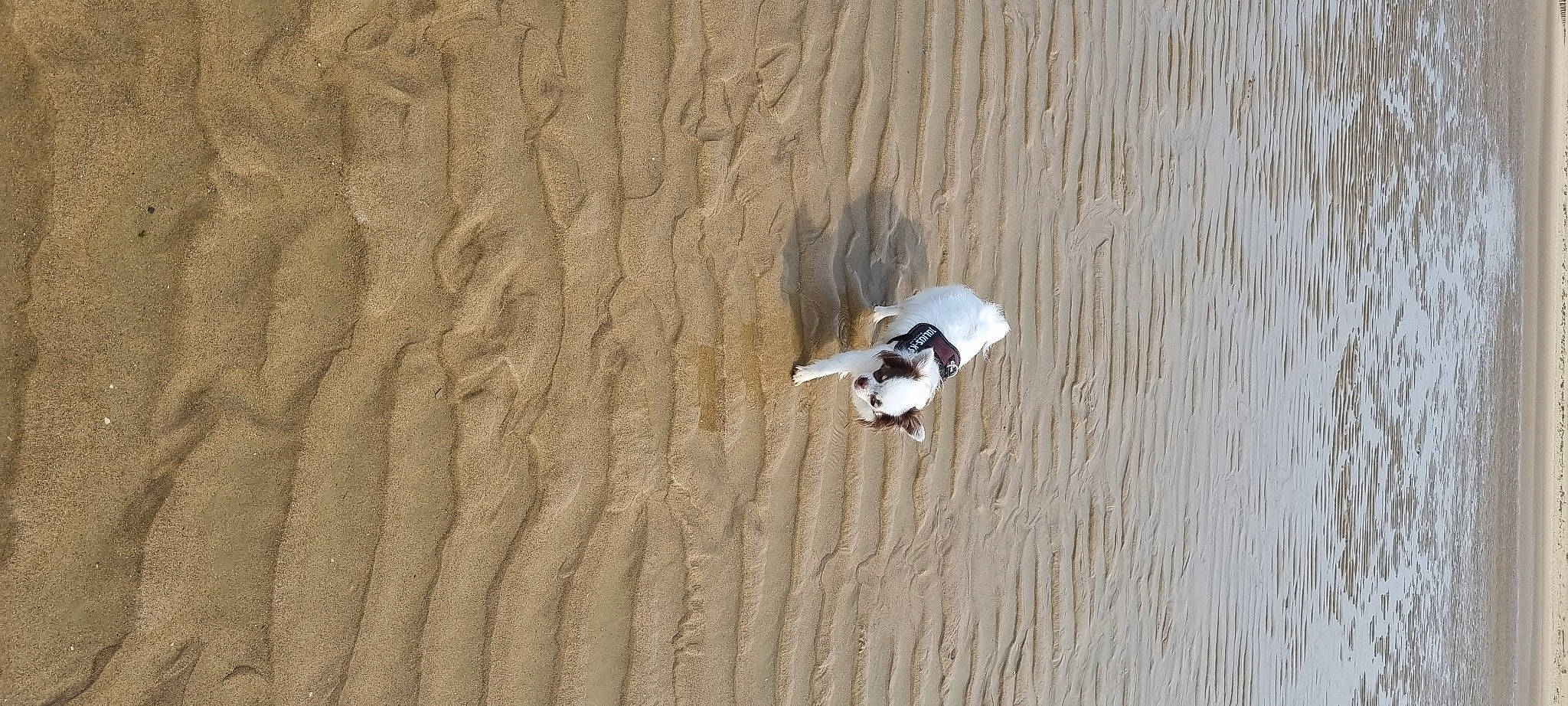 Tina a rejoint le concours — aidez-le/la à gagner de superbes lots ! aeolian_landform, beach, carnivore, dog, dog_breed, fawn, hardwood, landscape, recreation, sand, shadow, singing_sand, soil, sporting_group, tail, vertebrate, water, wood, working_animal