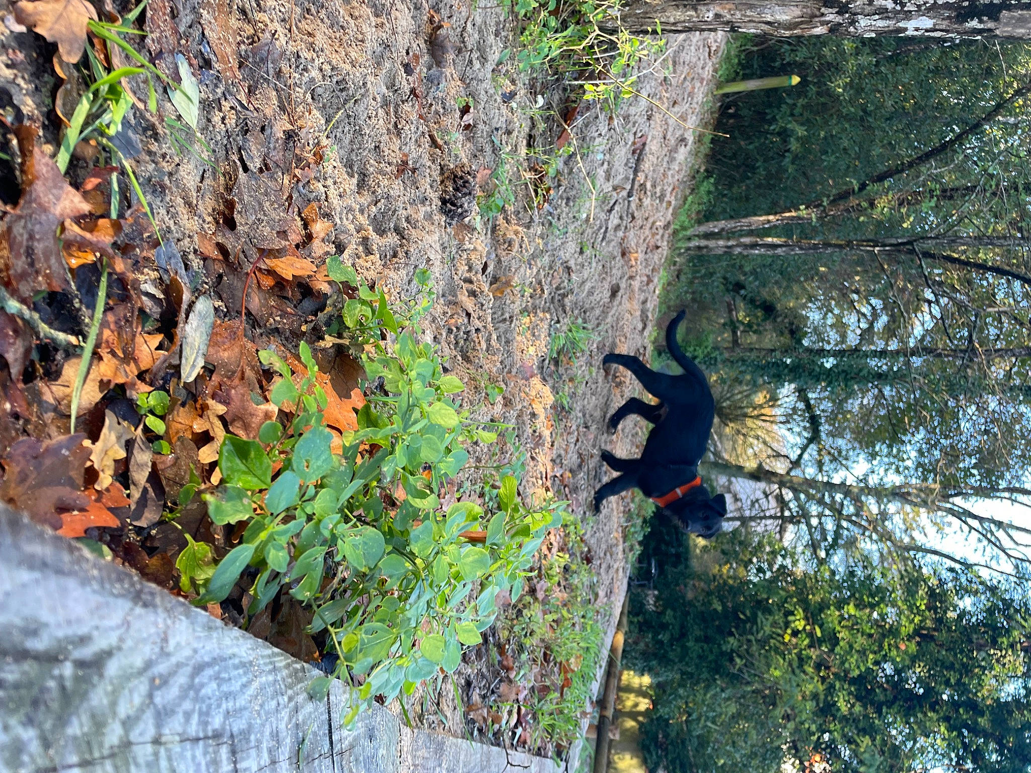 Pumkin a rejoint le concours — aidez-le/la à gagner de superbes lots ! bedrock, botany, deciduous, forest, grass, groundcover, jungle, northern_hardwood_forest, old_growth_forest, plant, rock, soil, temperate_broadleaf_and_mixed_forest, terrestrial_plant, tree, trunk, twig, vegetation, wood, woodland