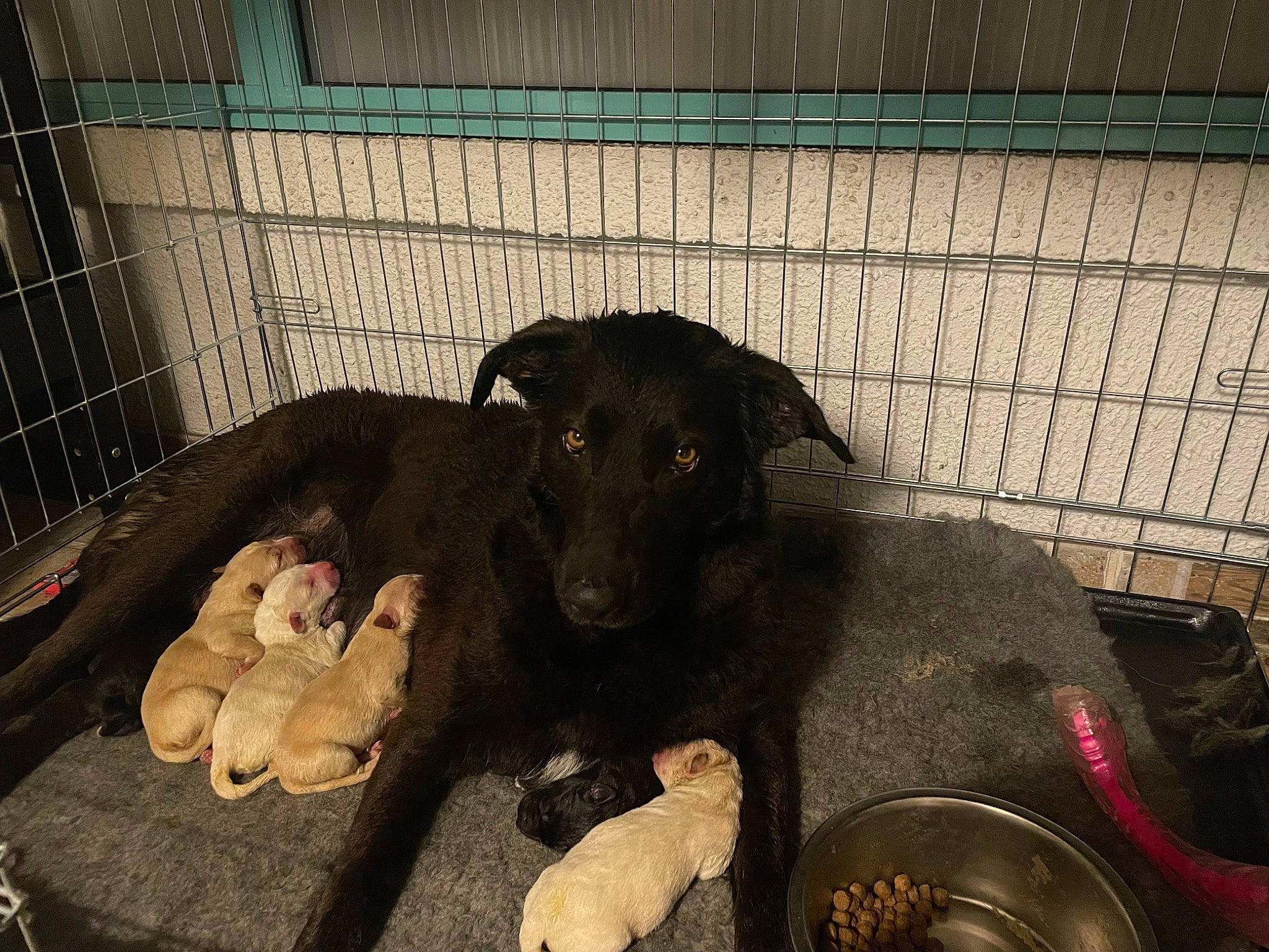 Topaze a rejoint le concours — aidez-le/la à gagner de superbes lots ! animal_shelter, cage, canidae, carnivore, comfort, companion_dog, dog, dog_breed, dog_crate, dog_supply, fawn, fence, guard_dog, kennel, mammal, mesh, pet_supply, sporting_group, vertebrate, working_animal